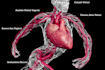 draw exercise, medical and anatomy illustrations