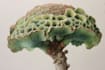 paint botanical and scientific illustrations