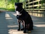 create ugc content for your pet products and services