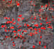 deep learning for feature extraction in satellite imagery