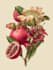 draw botanical illustration art for you