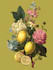 illustrate best botanical illustration