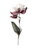 create a botanical illustration