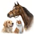 draw realistic digital pet portrait dog, cat, horse