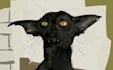 draw your pet cat