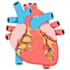 create highly customized human anatomy, medical illustrations