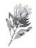 draw a realistic botanical illustration