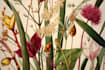 make botanical product illustration