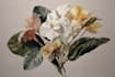 illustrate best botanical illustration