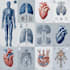 create medical illustrations and diagrams