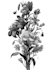 make botanical product illustration