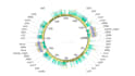 assemble your chloroplast genome from whole genome sequencing short reads