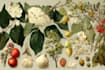 draw botanical illustration art