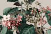 create a beautiful vintage botanical illustration