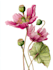 do digital botanical illustration