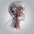 create medical illustrations and diagrams