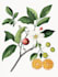 create your ideal botanical illustration