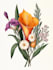 illustrate best botanical illustration