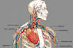 draw exercise, medical and anatomy illustrations