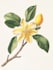 draw a scientific illustration
