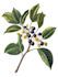 illustrate best botanical illustration