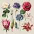 illustrate best botanical illustration