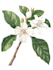 make botanical product illustration