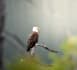 edit any picture you give me