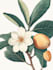 draw a botanical floral logo design