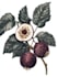 design vector botanical illustrations of flowers