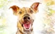 painted your dog into artistic painting