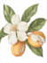 draw amazing botanical illustration