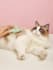 create ugc cat video ads for tiktok or instagram