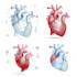 create medical illustrations and diagrams