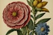 do botanical and anatomical scientific illustrations
