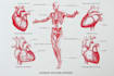 draw exercise, medical and anatomy illustrations