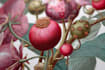 draw botanical illustration with scientific