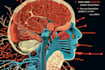 do medical and scientific illustrations
