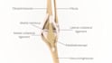 do 3d medical procedural animation and modeling