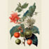 draw botanical illustration art for you