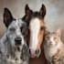 draw realistic digital pet portrait dog, cat, horse