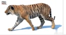 cgi animal animation, 3d creatures, 3d animal compositing, grooming fur, vfx