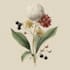 design botanical illustration art for you