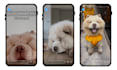 create ugc for pet products with my big dog