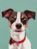 draw  pets portrait illustration in  style
