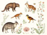 draw animal and botanical illustrations