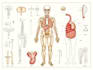 create medical and anatomical illustrations