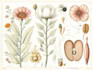 draw a scientific illustration