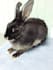 provide expert advice for your rabbit