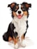 draw a disney pets portrait illustration